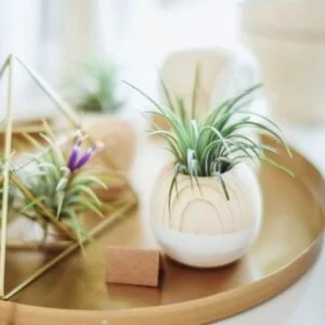 Air Plants